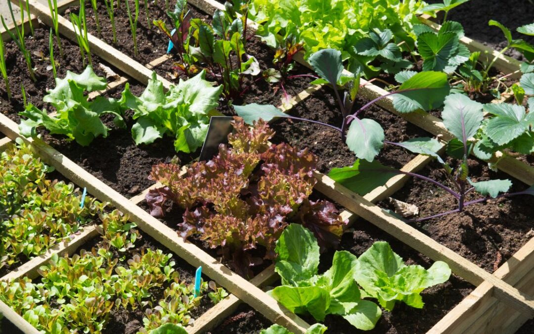 Cultiver ses propres légumes à domicile : les avantages