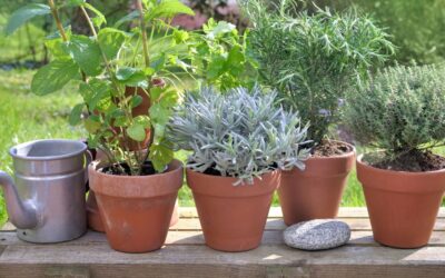 Les plantes aromatiques indispensables pour votre jardin